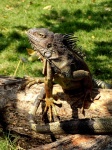 Iguana en el parque