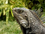 Gran iguana
