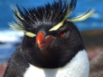 Pingüino penacho amarillo