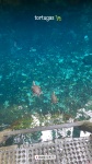 Tortugas en Gran Cenote en Tulum
