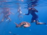 Swimming among turtles