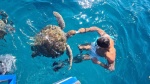 Swimming with turtles in Cape Verde
