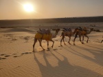 Desierto de Thar (Jaisalmer)