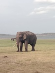 Yala National Park,  Srilanka.