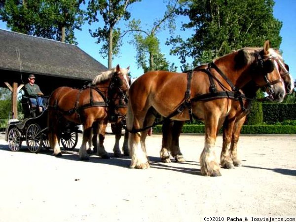 Caballos brabantinos
Los caballos brabantinos son una raza proveniente de la zona de Bélgica que se conoce como Brabante, de allí su nombre. Se comienza a criar a partir del siglo XI y son apreciados a nivel mundial por su fuerza y capacidad de tiro
