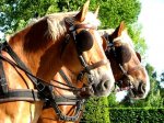 Caballos brabantinos