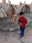 Niño jugando con cría de dromedario. Djerba