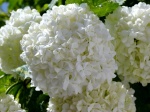 Hortensia.-