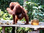 Orangután hembra con su cría.- Kalimantan