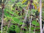 Plantaciones de arroz. Bali