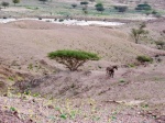 Paisaje en la Reserva de Dana. Jordania