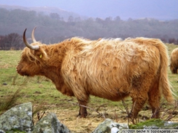 Escocia - Vaca escocesa
Estos animalitos sí que están preparados para el frío....
