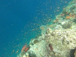 Snorkel Feridhoo