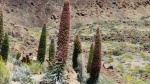 Echium wildpretii
Tajinaste Rojo Cañadas Teide Tenerife endemismos canarios