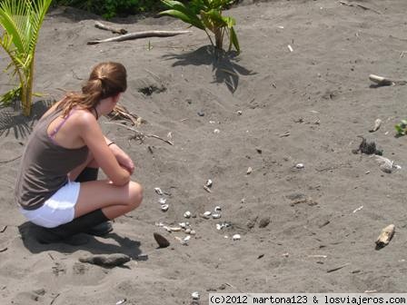 Tortuguero
La playa queda llena de los huevos esparcidos por la arena. Unas tortugas al hacer su nido desentierran los de sus predecesoras.
