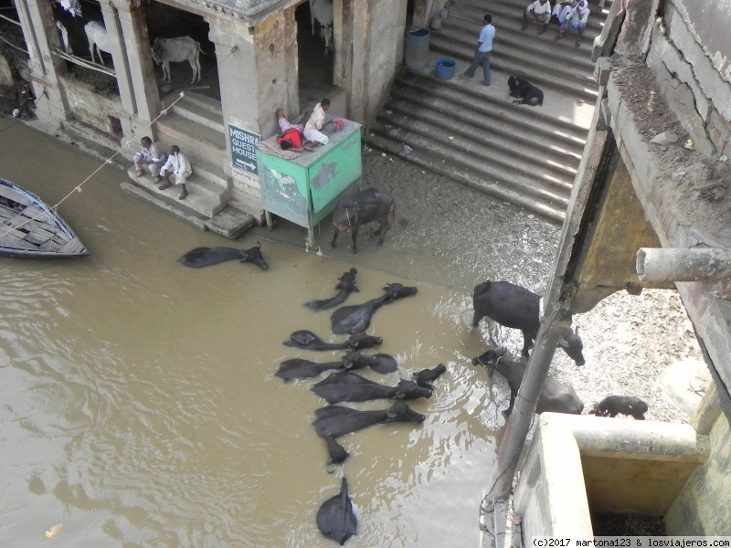 SEPTIMA ETAPA: VARANASI: LOS GHATS MANIKARNIKA Y DASSASWAMEDH - INDIA POR LIBRE. INDESCRIPTIBLE (2)