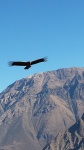 vuelo del condor en el Mirador del Condor