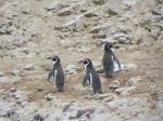 pinguinos humbold