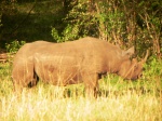 rinoceronte negro
Masai, Mara, rinoceronte, negro