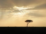 atardecer en masai mara