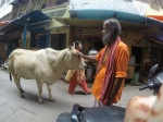 vaca sagrada
Varanasi, vaca, sagrada