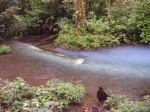 PN Volcàn Tenorio
Volcàn, Tenorio, mezca, aguas, sulfurosas, calcicas, provoca, azul, celeste