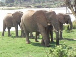 Elefantes
elefante, samburu, baño, kenia