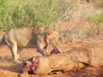 leona comiendo
samburu, león, cría, comida, víctima