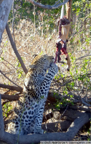 La hora del vermú
Impala bien oreado, especialidad del P.N. Chobe
