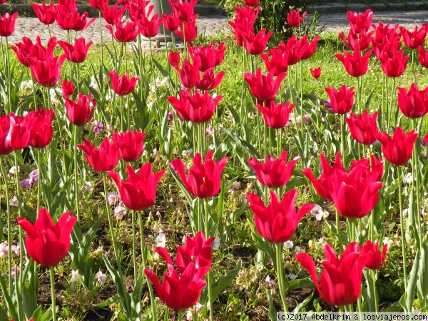 Llamativa belleza
Espléndidos tulipanes en un cruce de Novi Sad
