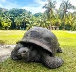 Aldabrachelys gigantea
Aldabrachelys, gigantea, especie, extraordinaria, preservada, durante, millones, años