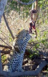 La hora del vermú
leopardo, Chobe