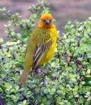 Angry bird
aves, fauna africana