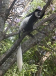 Colobus guereza