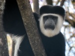 Colobus guereza 2