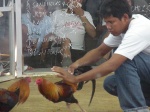 Enemigos frente a frente II
peleas de gallos