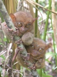 Tarsero filipino
fauna en peligro, Bohol, tarsier