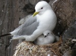 Calor ártico
gaviotas, nidos