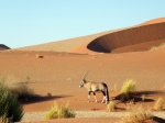 Oryx del Namib II