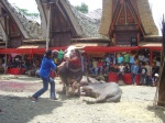 Funeral Toraja
etnografía, funeral, cultura toraja