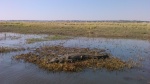 Cocodrilo en el parque de Chobe