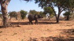 Elefante en el parque de Chobe
Chobe elefante