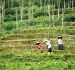 Cameron highlands