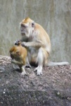 Monos en Langkawi
