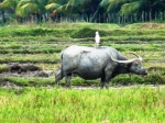 bufalo en Langkawi