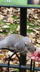 Ardillas en St. James Park