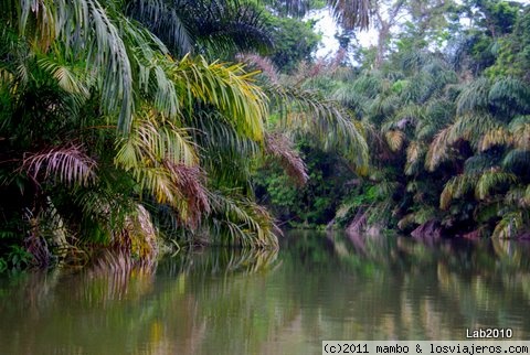 Misterio
remanso del rio en tortuguero
