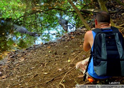 Los señores Lacoste
Dos caimanes a menos de dos metros ,en las afueras de puerto Jimenez
