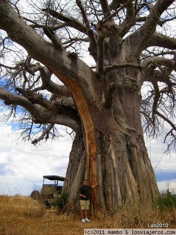 Comida de elefantes
A un enorma baobab ,le han arrancado la corteza , para los elefantes ,es un manjar.parque Ruaha
