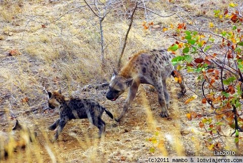 Amor de madre
Una hembra joven de hiena manchada,juega con una cria
